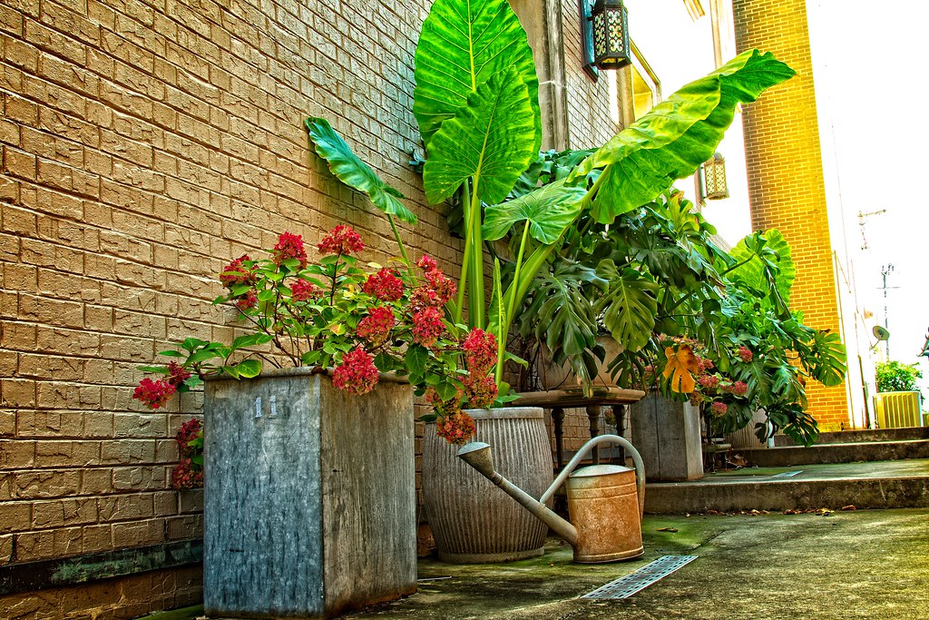 Church Alley Plants Plants in the alley between two buildi… Flickr
