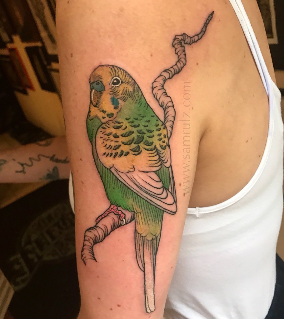 Coloured etching style Budgie tattoo By Sam Rulz, made at … Flickr