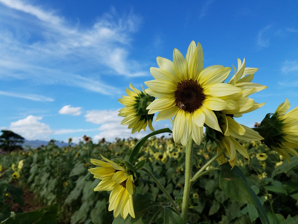 Hawaii Sunflower Field Sunflowers at Aloun Farms in Ewa Be… Flickr