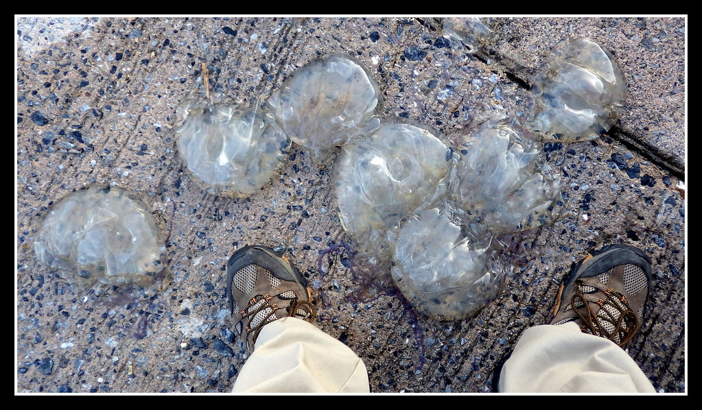POTENTIALLY DEADLY SEA WASPS (BOX JELLYFISH) DISCARDED BY FISHERMAN AT
