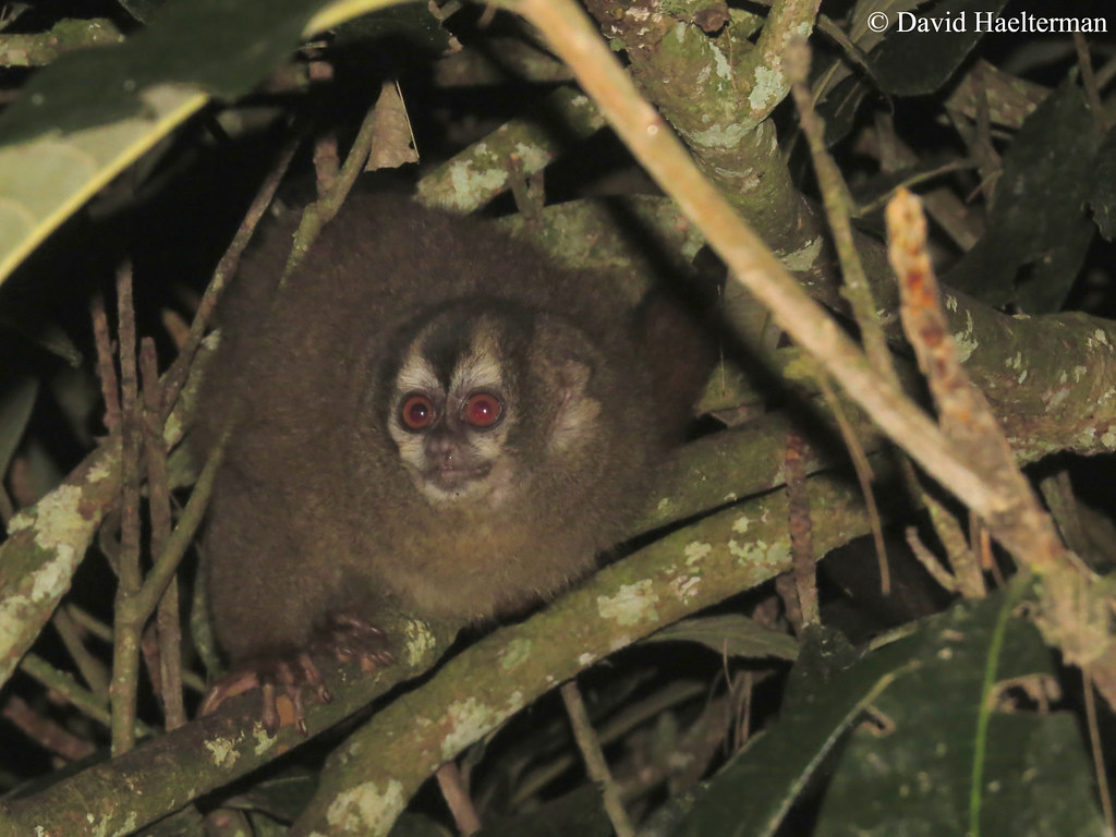 Aotus lemurinus (Colombian Night Monkey, Graybellied Nigh… Flickr