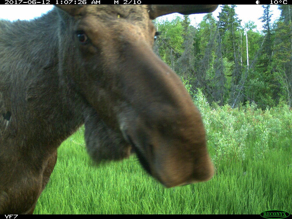 Moose Yukon Flats National Wildlife Refuge, Alaska /USFWS Flickr