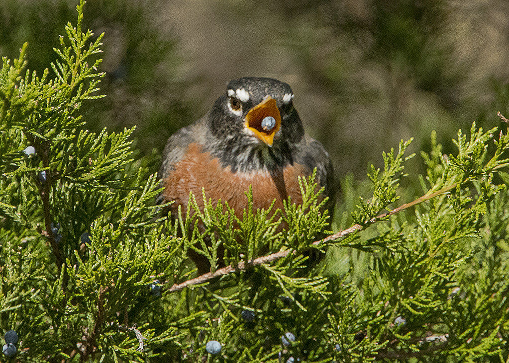 American Robin eating juniper berries A large flock of Rob… Flickr