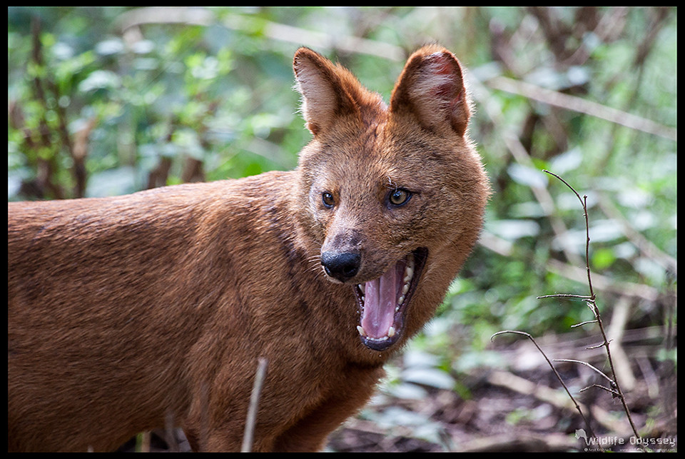 Dhole (Wild Dog) Scientific Name Cuon alpinus IUCN