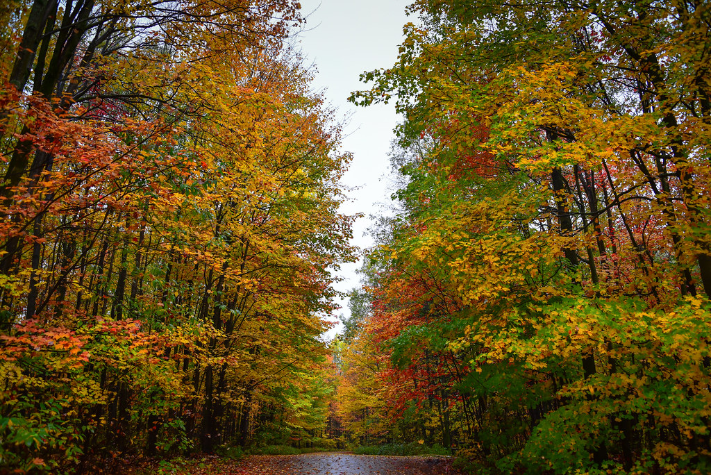 Autumn (Fall) Foliage in Quebec Canada Autumn (Fall) Folia… Flickr