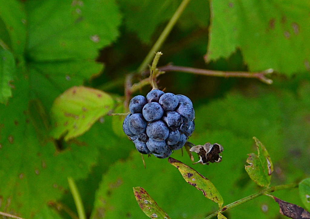 Last dewberry Dewberry fruit in October. Near Pushchino, M… Flickr