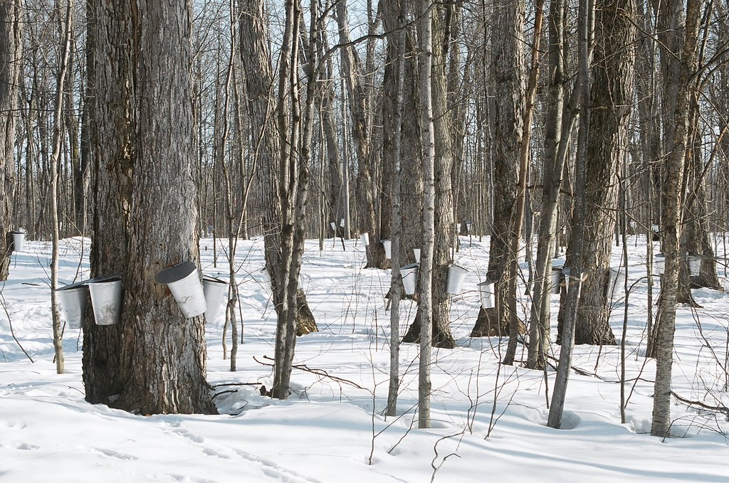 Sap Pails Le Sucrerie de la Montagne Sugarmagnolia Flickr