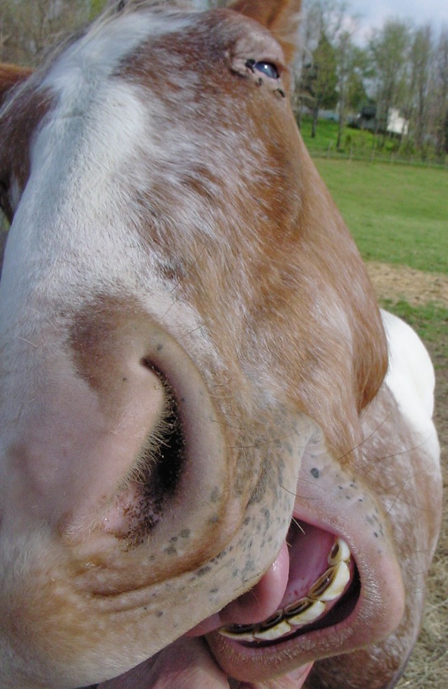 Crockett Caddyshack Total Consciousness Crockett Caddysha… Flickr