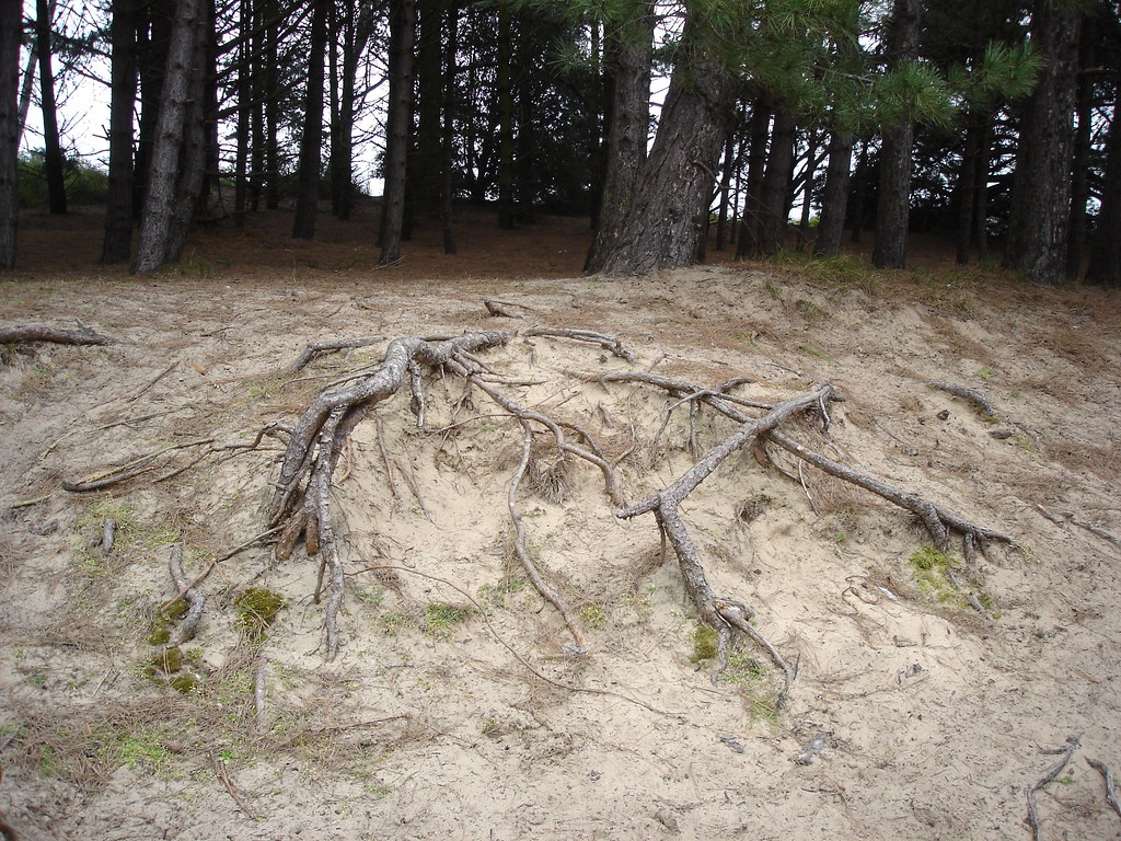 Roots Best viewed large Pine plantation at Holkham, Norfo… Flickr