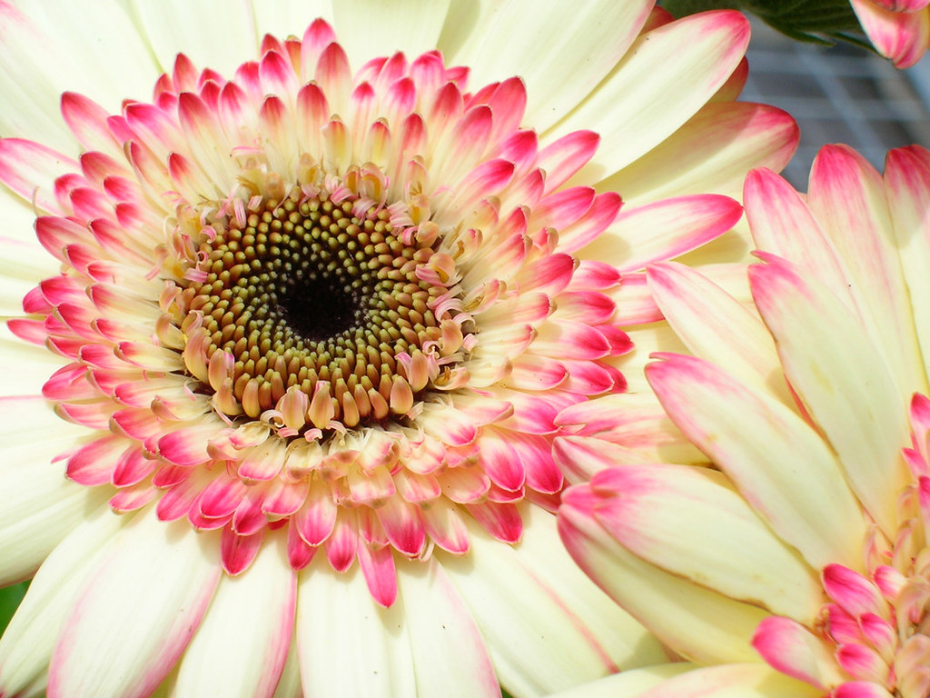 Gerber Daisies for Sale a photo on Flickriver