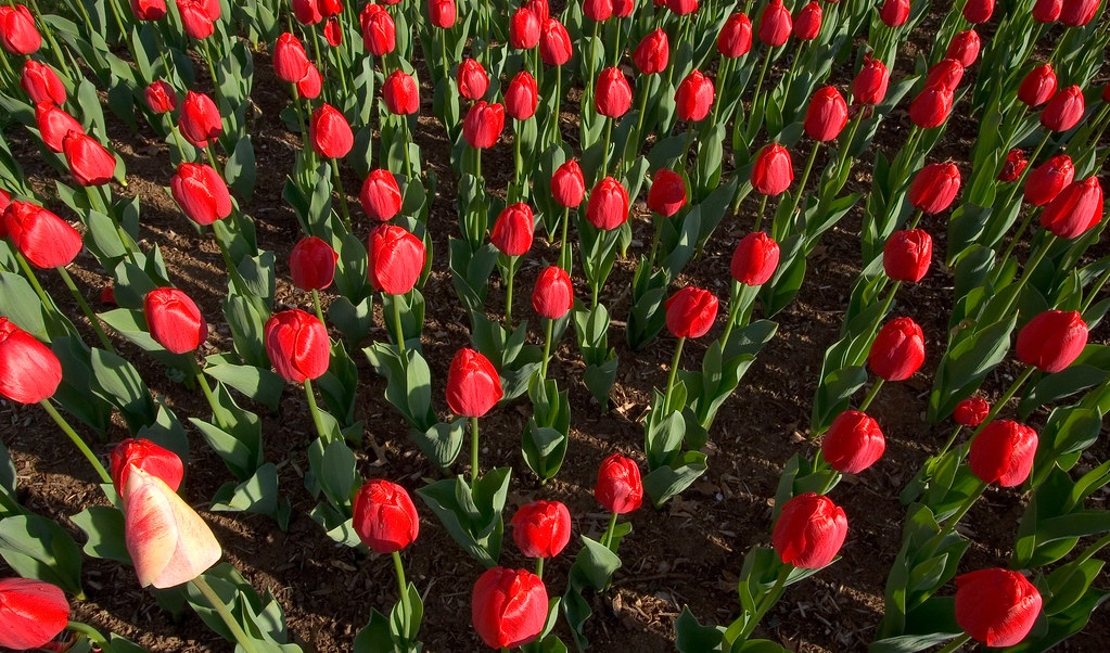 tulips Elizabeth Park, Hartford Barry Donaghue Flickr