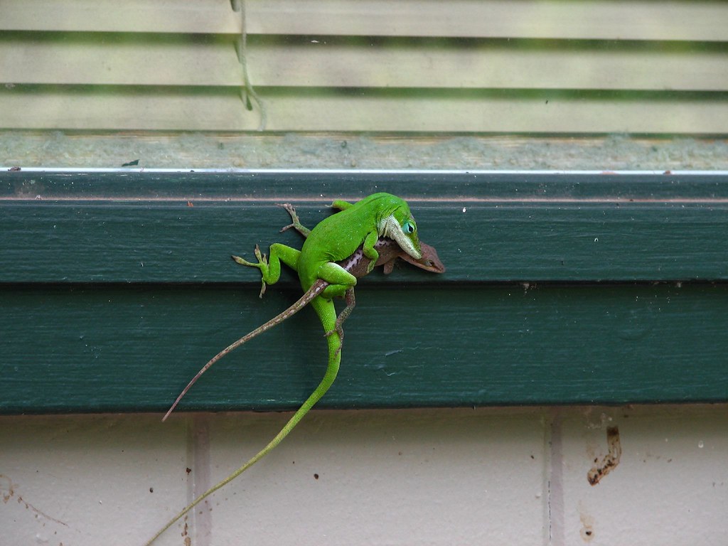 Lizard Love Making Romantic lizards mating Elizabeth Flickr