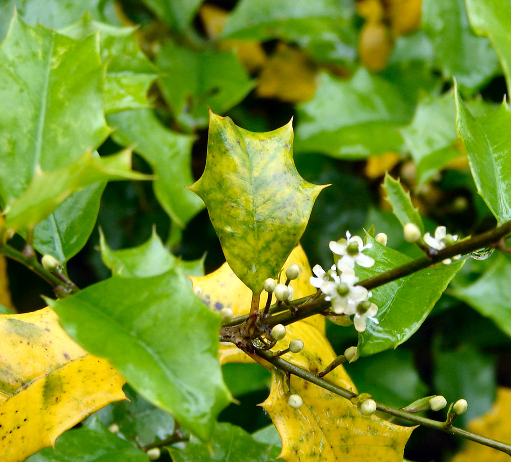 My Holly Tree is Blooming! I was worried towards the end o… Flickr
