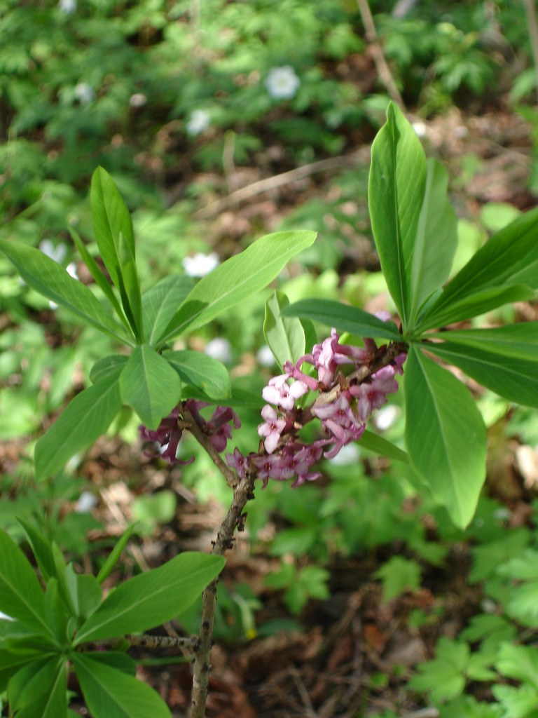 Daphne mezereum the most poisonous plant in sweden! Helena c'est