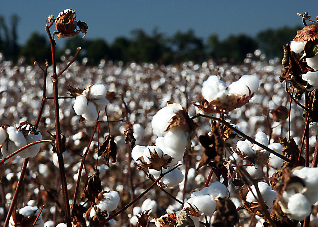 Cotton Field Eastern Shelby County, Tennessee East of Me… steve r