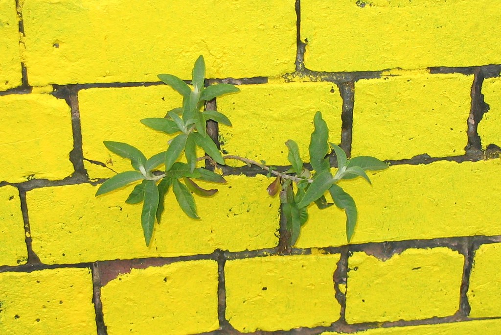 Yellow wall amortize Flickr