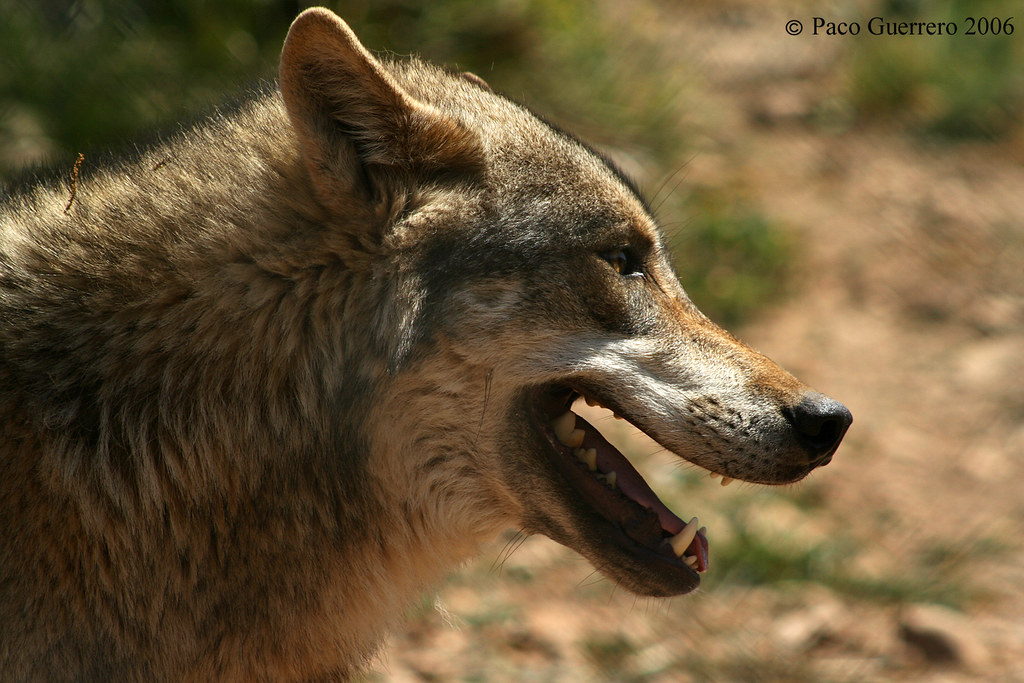 Perfil de lobo gris Fotografía realizada en la reserva de … Flickr