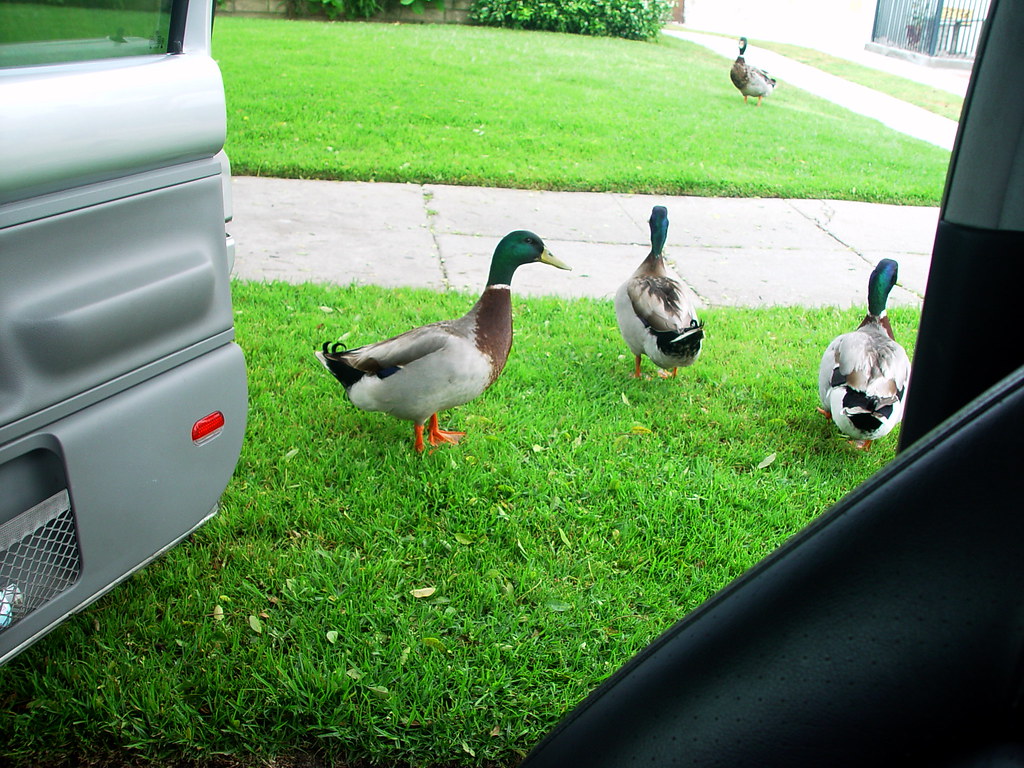 ducks getting out of the car eric haller Flickr