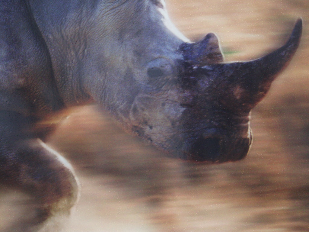 A rhino charging through Brum... Ned Trifle Flickr