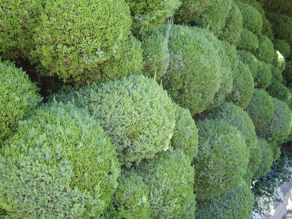 pom pom bushes katbaro Flickr