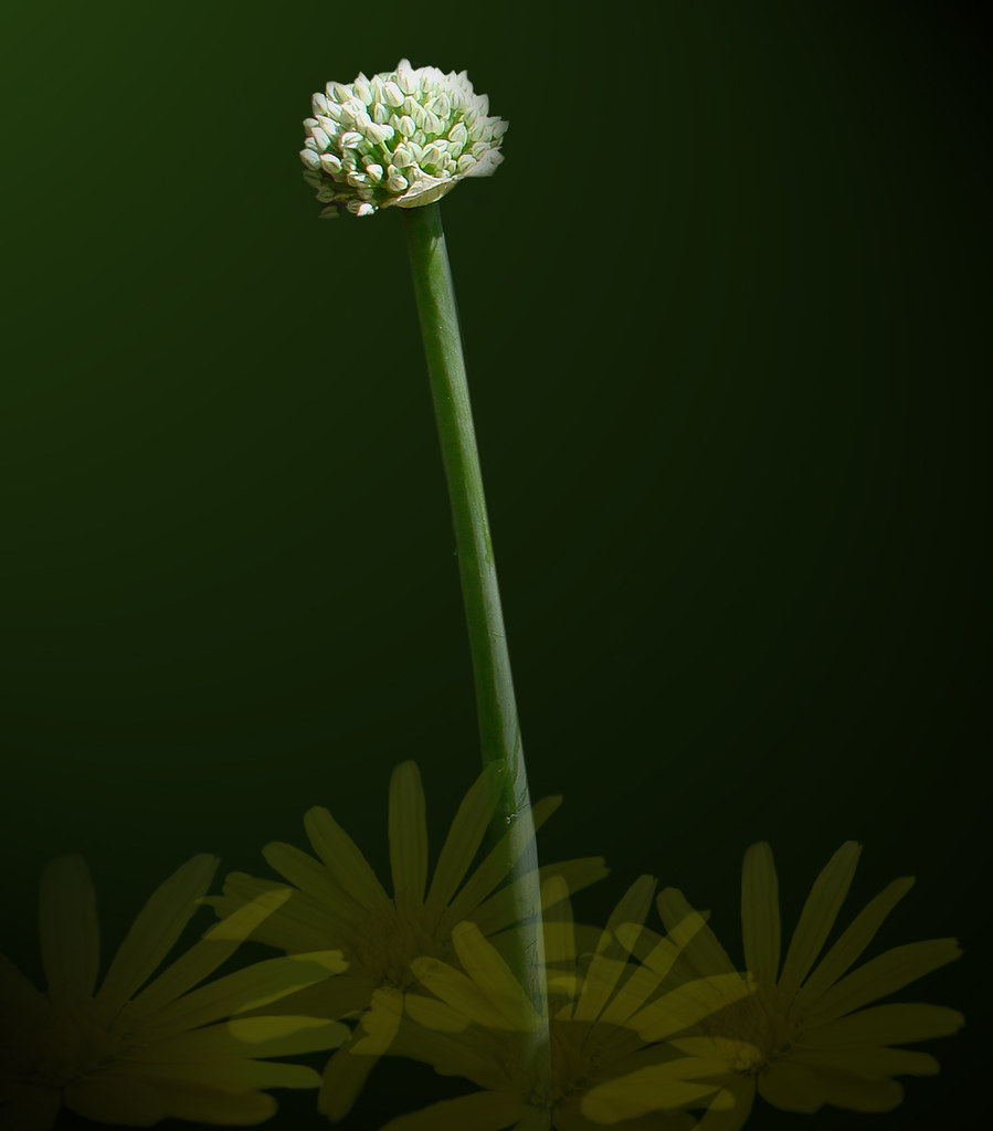 brave flower This is the flower of an onion! It took one y… Flickr