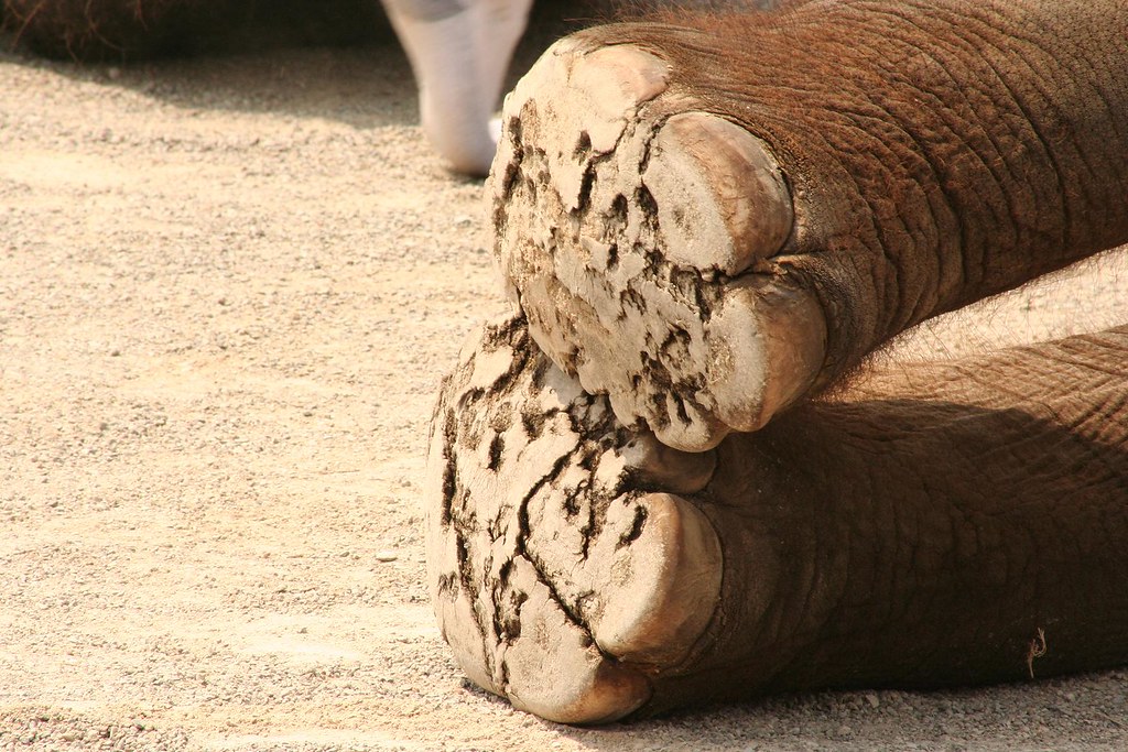 Bottom of an Elephant's Feet ieatbugs Flickr