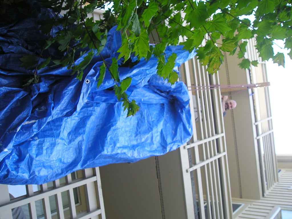 062506 031 The box springs microveldt Flickr