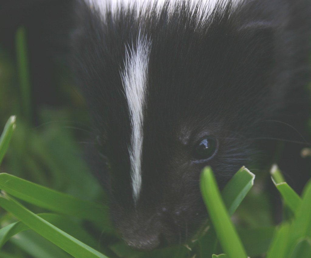 Skunk 2 Gidget, my sisterinlaw's pet skunk fieldsbh Flickr