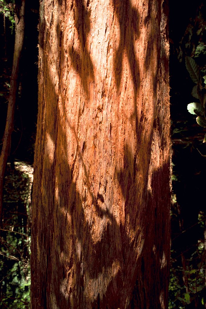 Redwood bark (1999_f_PCD0386_IMG0091_california_edited.jpg… Henri