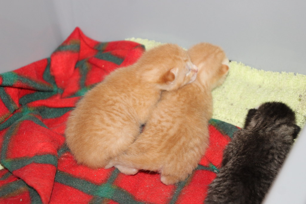Kitten Season at the Crafty Cat Rescue (Ann Arbor, Michiga… Flickr