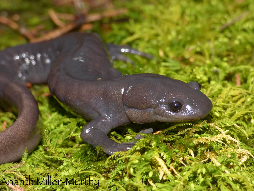 Jefferson Salamander (Ambystoma jeffersonianum) Madison Co… Ananth