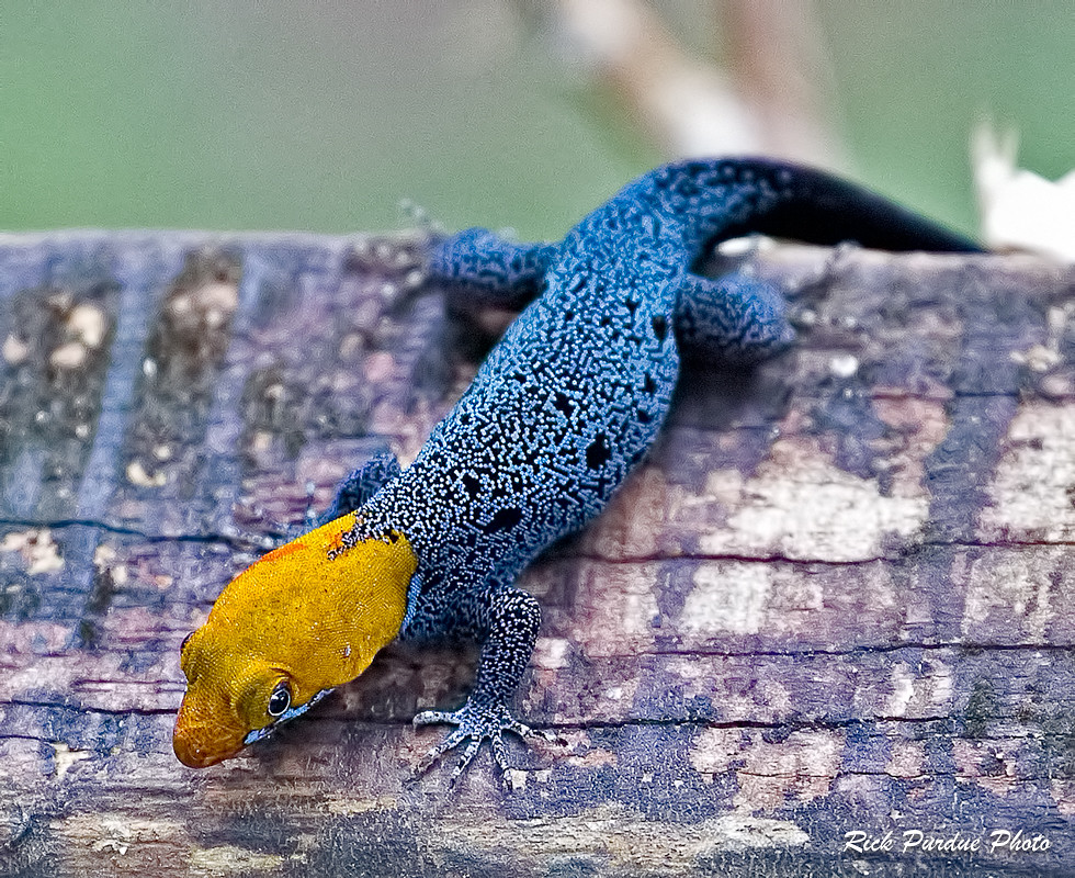 Orangeheaded Gecko (male) Puerto Viejo de Talamanca