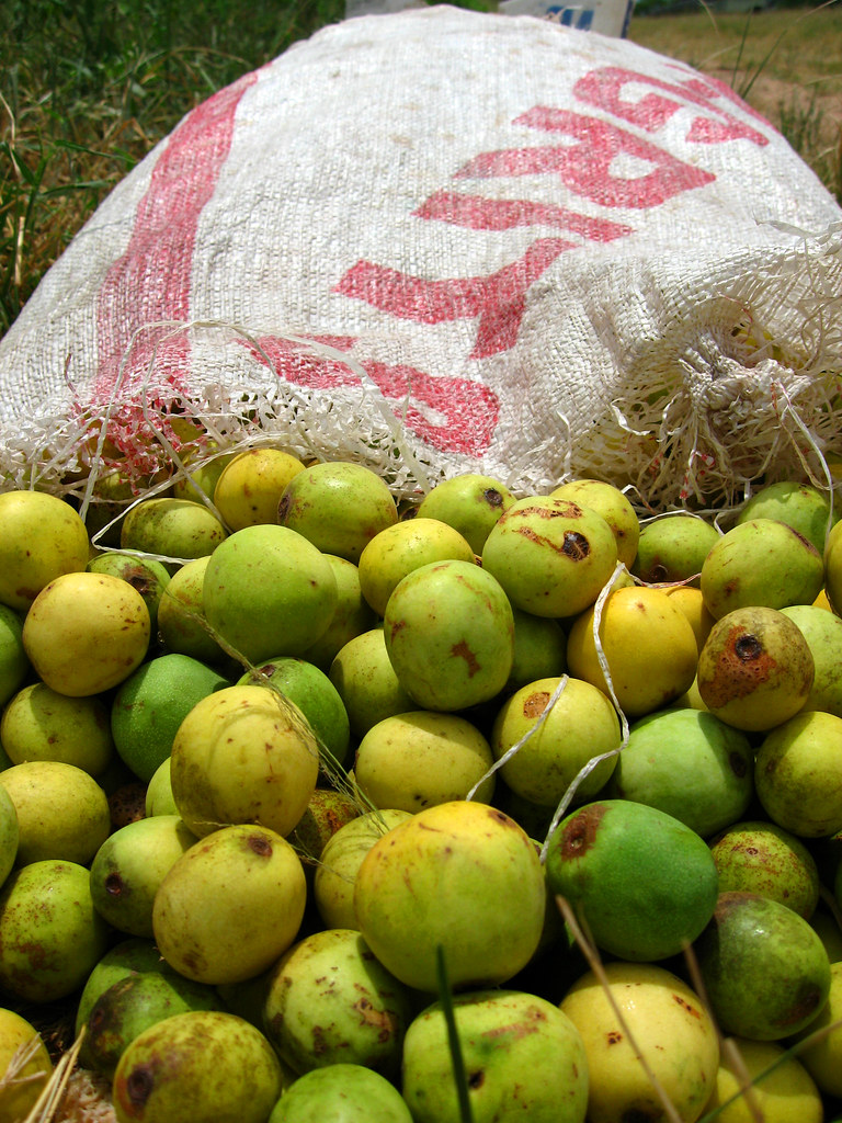 South Africa 319 A bag of marula fruits. This year, some… Flickr