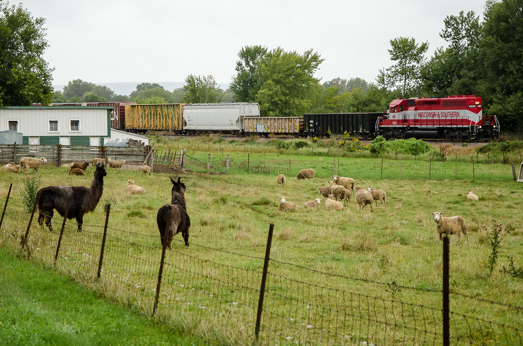 Reedsburg Job & Alpacas Just north of Lodi, WI, the Reedsb… Flickr