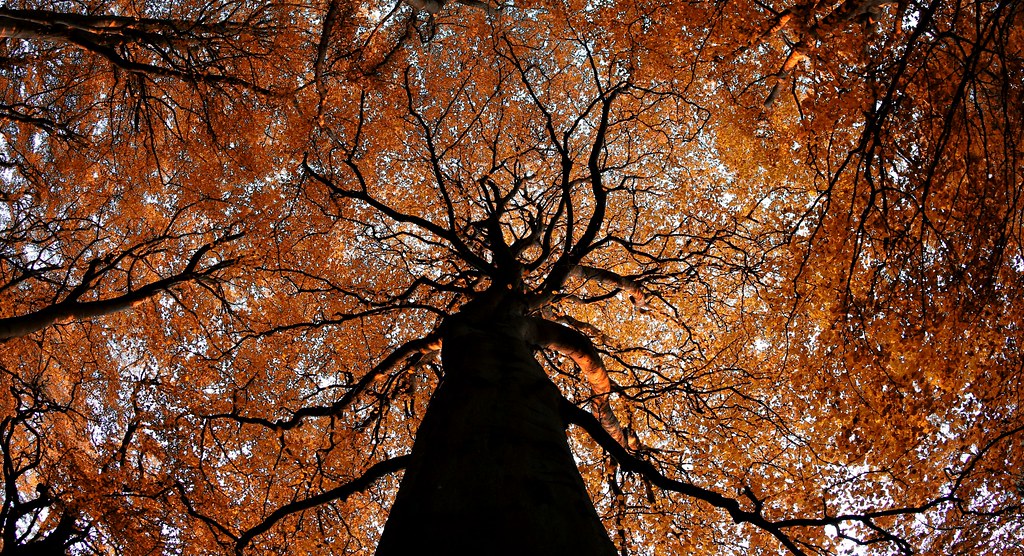 You Gota Love Autumn Lochside, bridge of Don, Aberdeen PeskyMesky