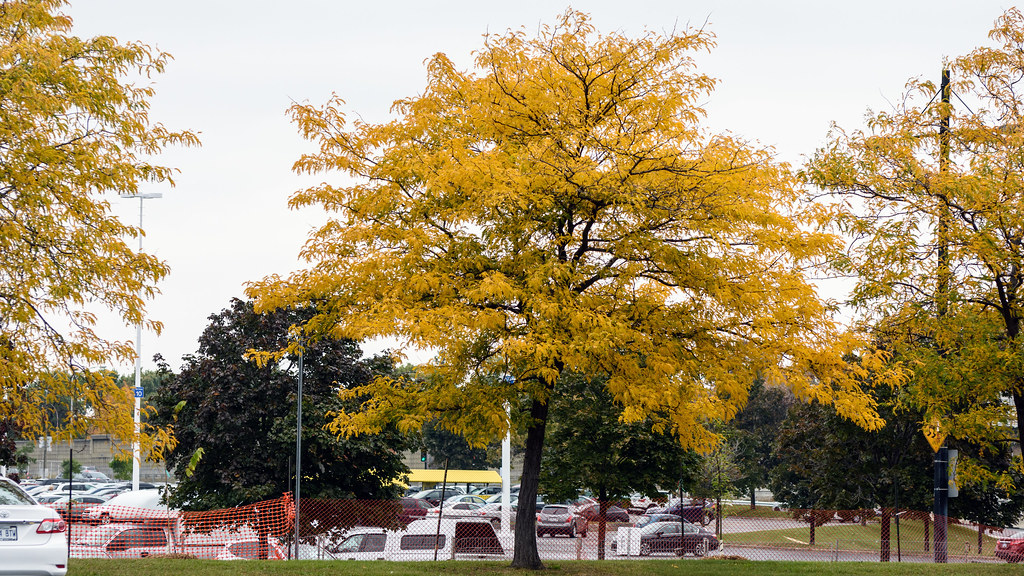 Golden Tree Oct 14 2107 The fall colours haven't been th… Flickr