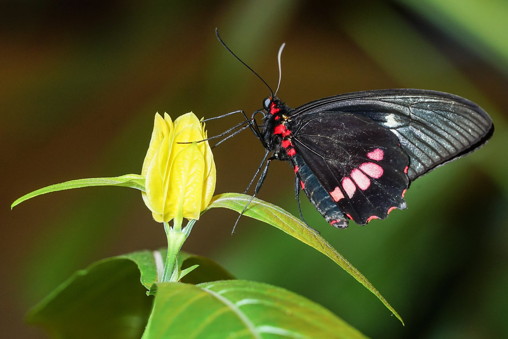 small postman butterfly The Butterfly Garden, Branson, Mis… Flickr