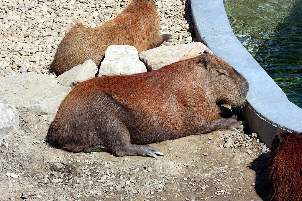Capybara Chilling With Other Animals
