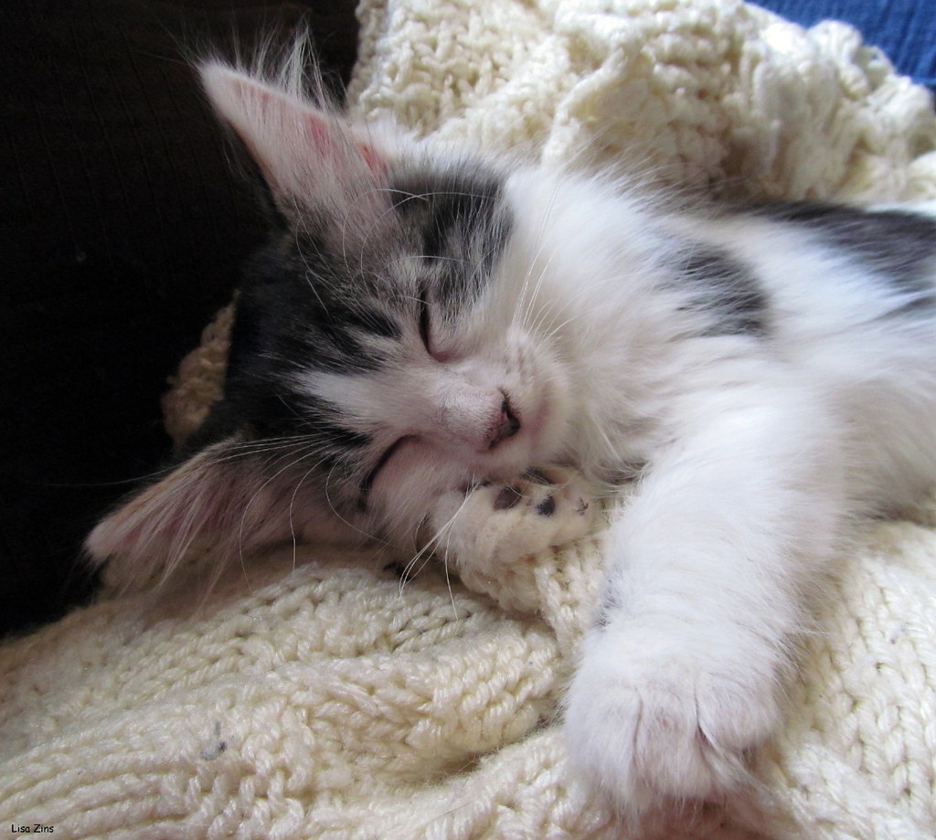 Built In Pillow When you don't have a pillow... a tiny paw… Flickr