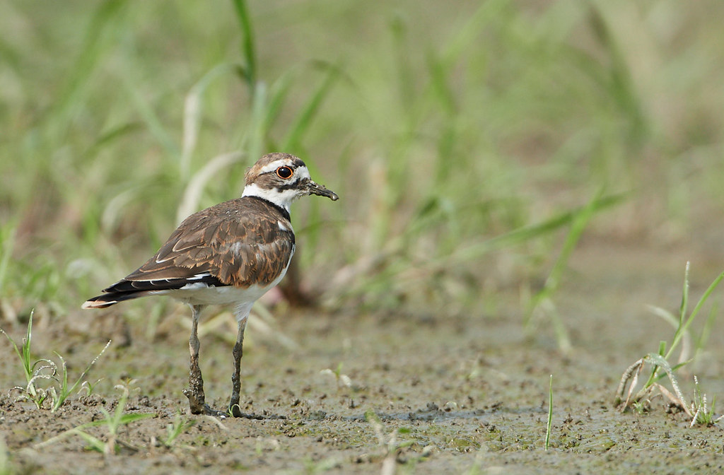 Killdeer Union City Dam Erie County, PA Robert Scribner Flickr