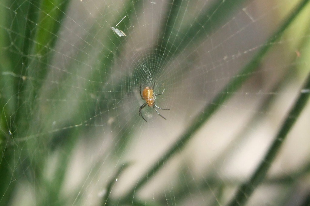 Banded garden spider כסופי דק פסים Argiope trifasciata … Flickr