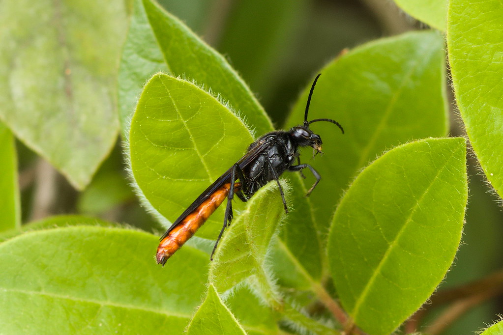 Avispa pehuenche negro (Elaphroptera nigripennis) Wasp. Ro… Flickr