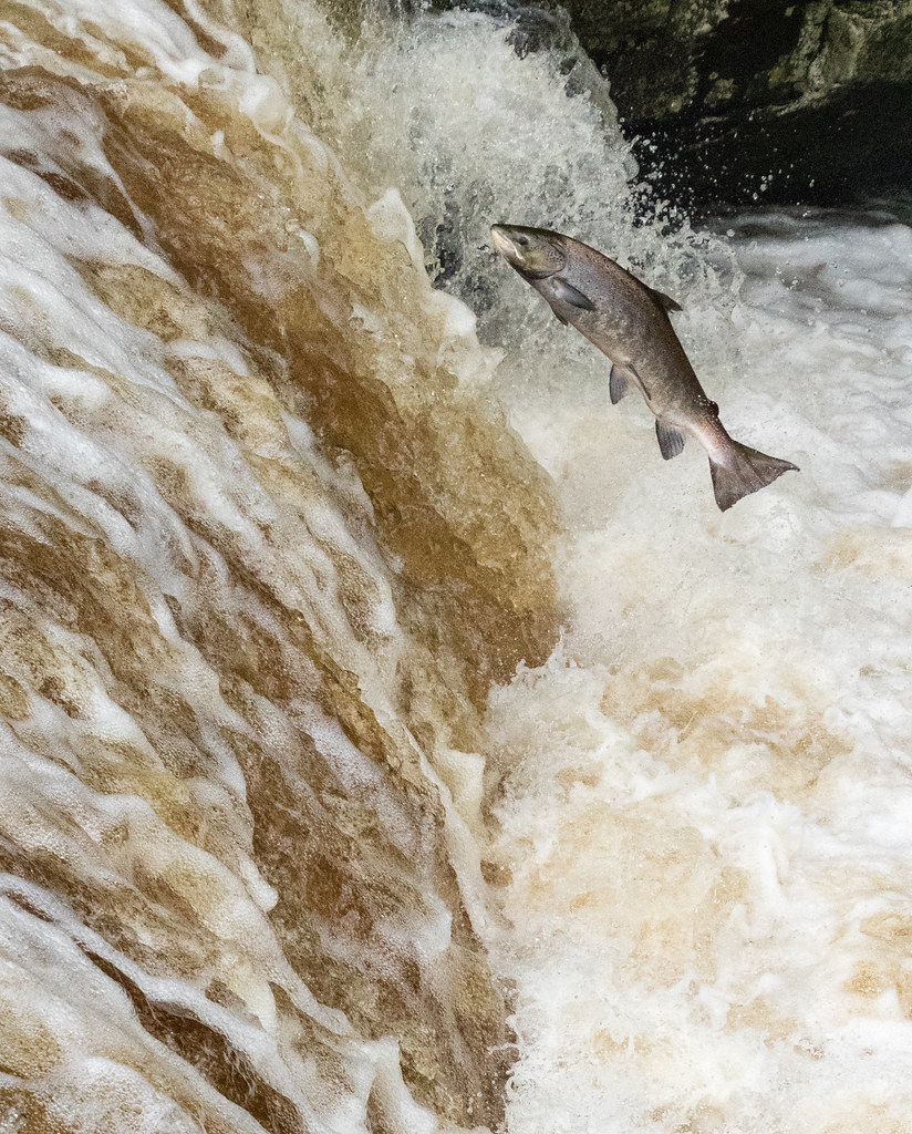 Leaping salmon Stainforth Force I've written a blog post a… Flickr