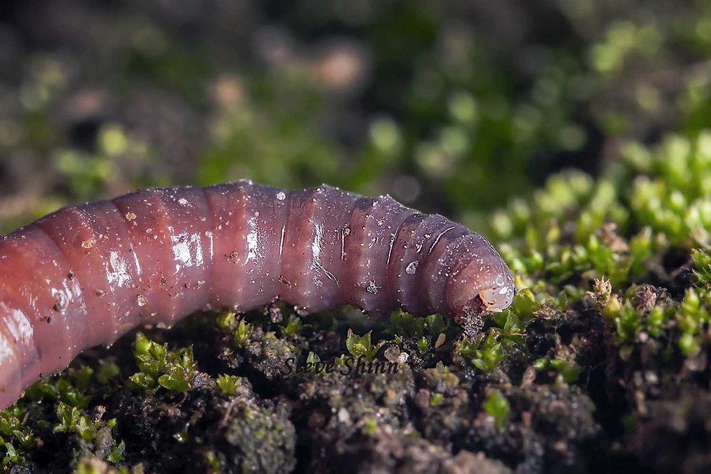 Mouth Earthworm Under Microscope AflamNeeeak