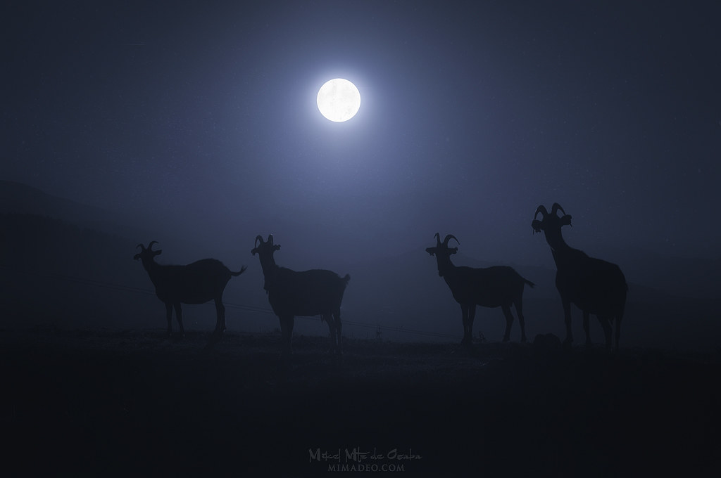 Nighty goats horned goats at the night Mikel Martinez de Osaba Flickr