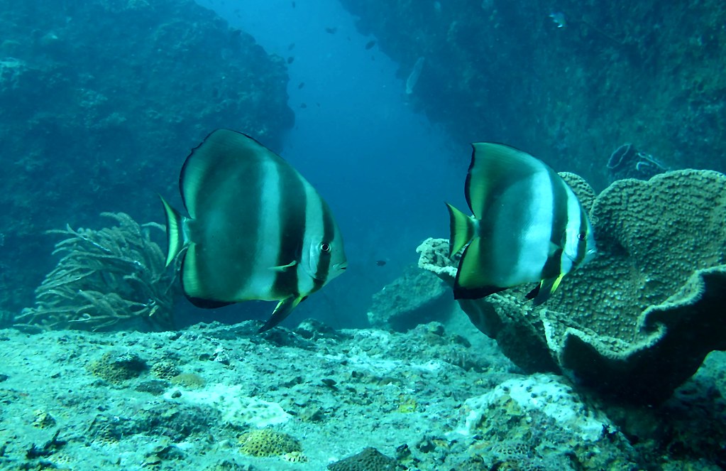Bat Fish at T3 Perhentian Islands, Malaysia. Timothy Willis Flickr