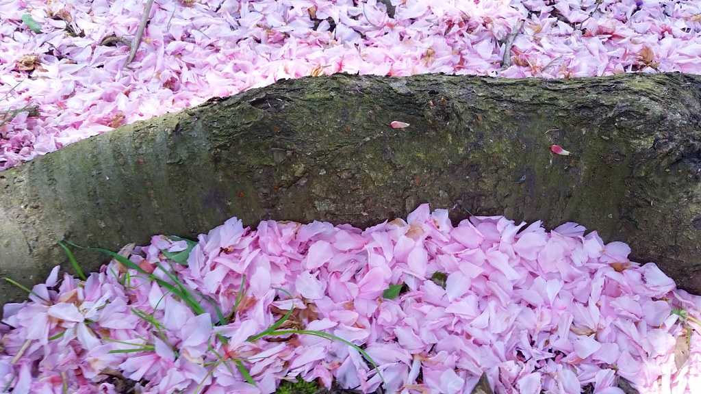 Cherry Blossom Petals On The Ground Joe Shlabotnik Flickr