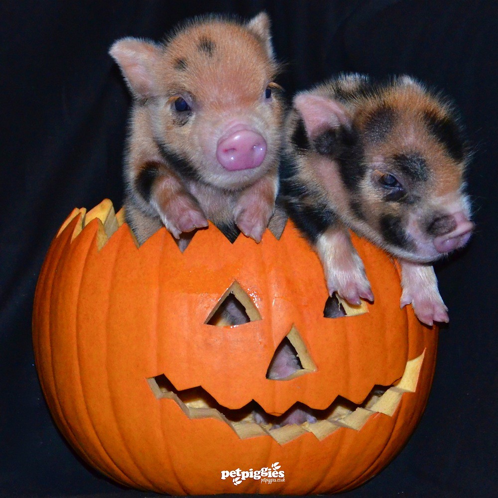 Flickriver Photos from Petpiggies Micro Pigs