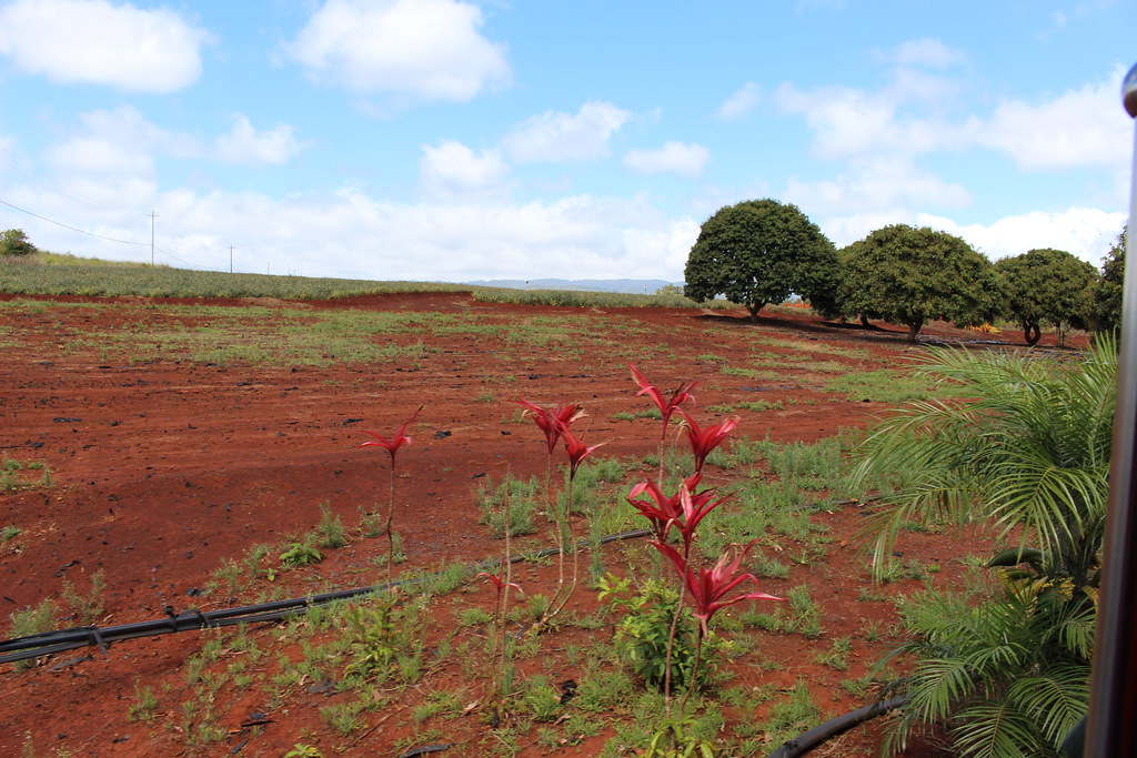 DolePlantation07 Dole Plantation Wahiawa, O'ahu, Hawai'i Jeff Kern