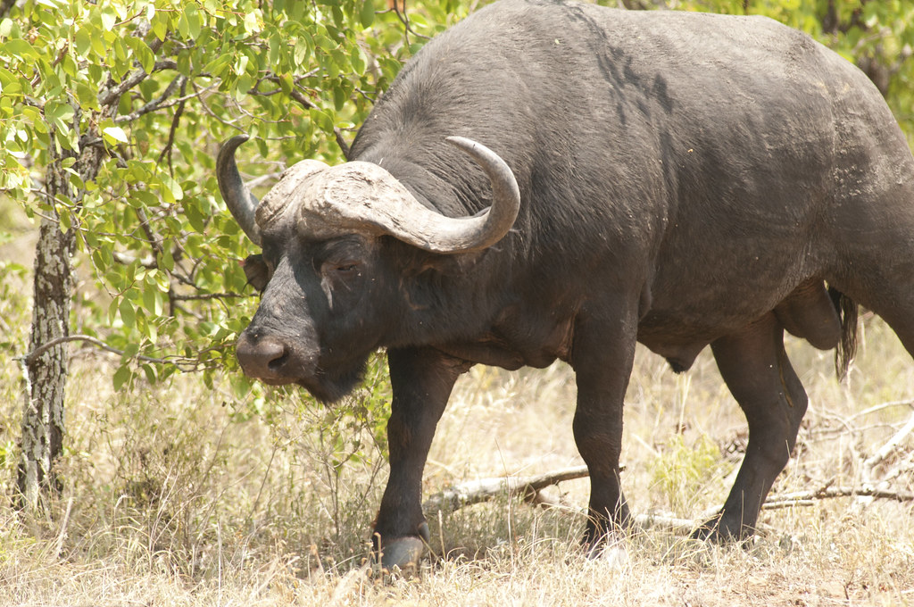 The African buffalo or Cape buffalo (Syncerus caffer), Krü… Flickr